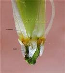  Base of stamens